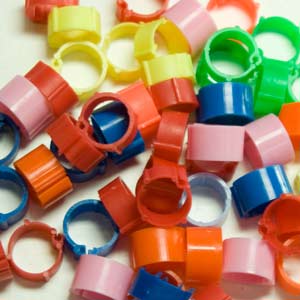 12mm poultry leg rings