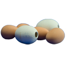 Pot / Dummy Eggs